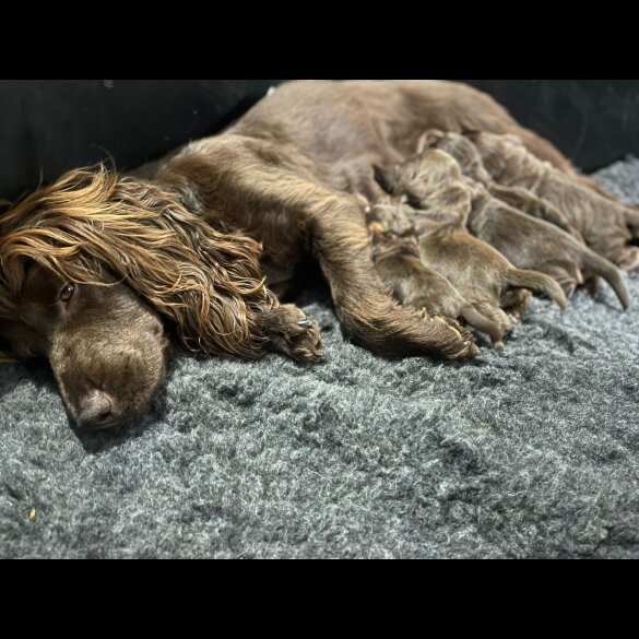 Cocker Spaniel (Working &amp; Show) - Dogs