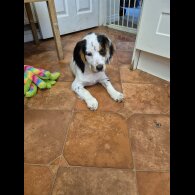 Cocker Spaniel (Working &amp; Show) - Both