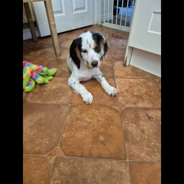 Cocker Spaniel (Working &amp; Show) - Both