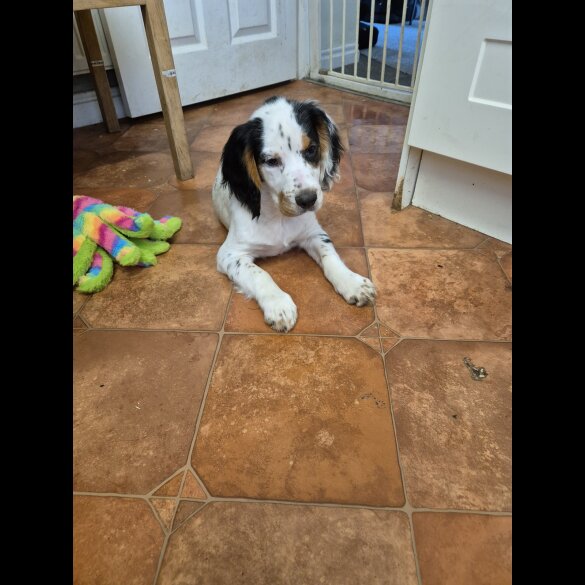 Cocker Spaniel (Working &amp; Show) - Both