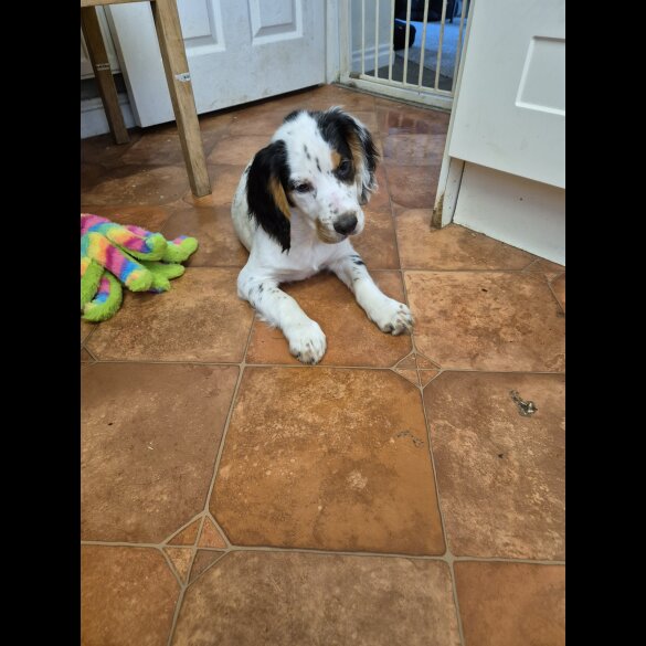 Cocker Spaniel (Working &amp; Show) - Both