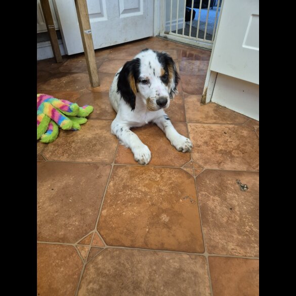 Cocker Spaniel (Working &amp; Show) - Both