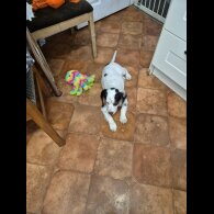 Cocker Spaniel (Working &amp; Show) - Both