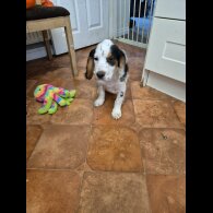 Cocker Spaniel (Working &amp; Show) - Both