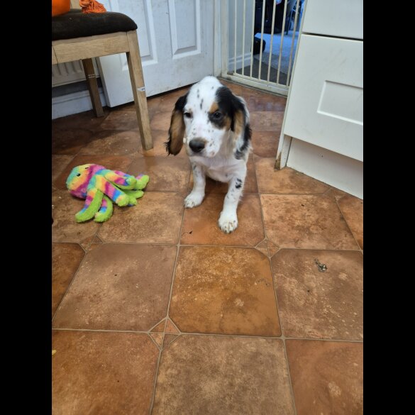 Cocker Spaniel (Working &amp; Show) - Both