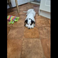 Cocker Spaniel (Working &amp; Show) - Both