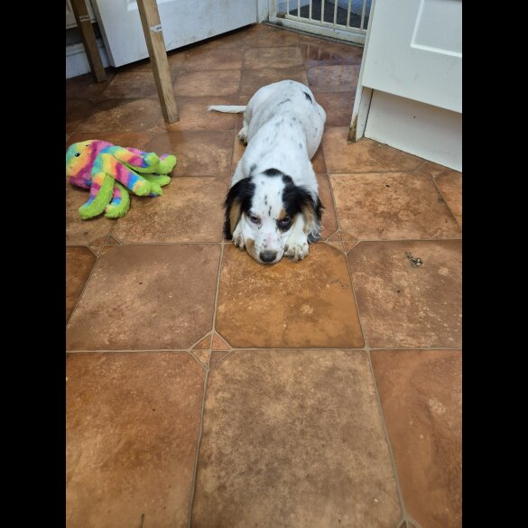 Cocker Spaniel (Working &amp; Show) - Both