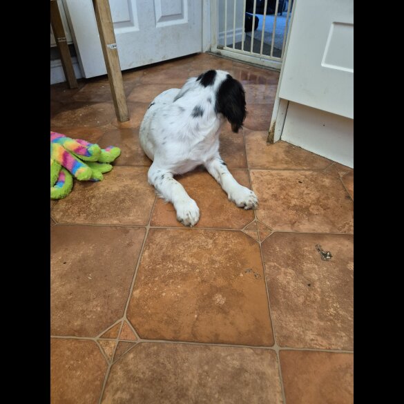 Cocker Spaniel (Working &amp; Show) - Both