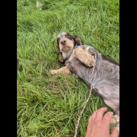 Cocker Spaniel (Working &amp; Show) - Both