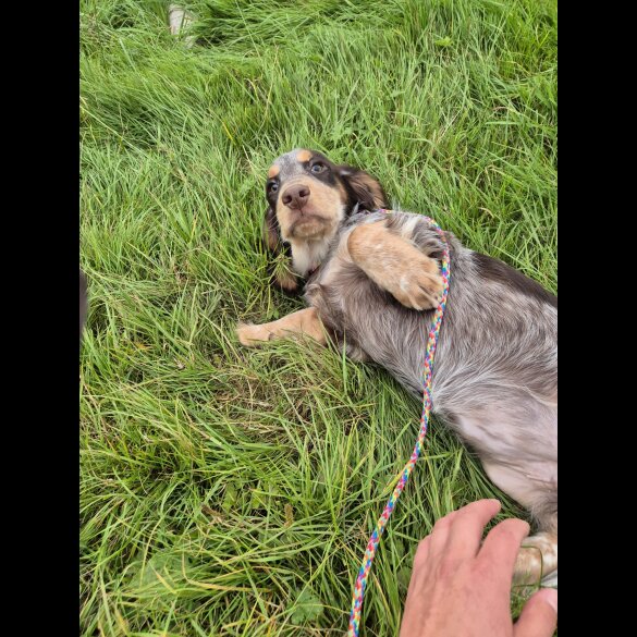 Cocker Spaniel (Working &amp; Show) - Both