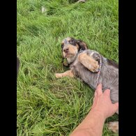Cocker Spaniel (Working &amp; Show) - Both