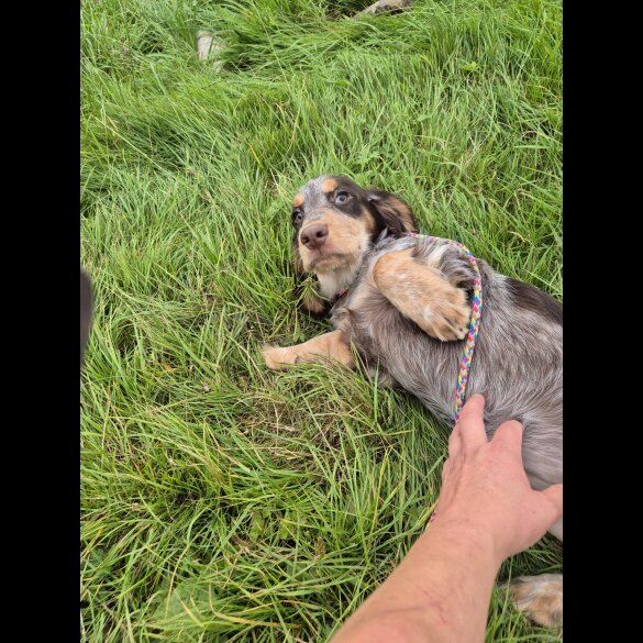 Cocker Spaniel (Working &amp; Show) - Both