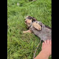 Cocker Spaniel (Working &amp; Show) - Both