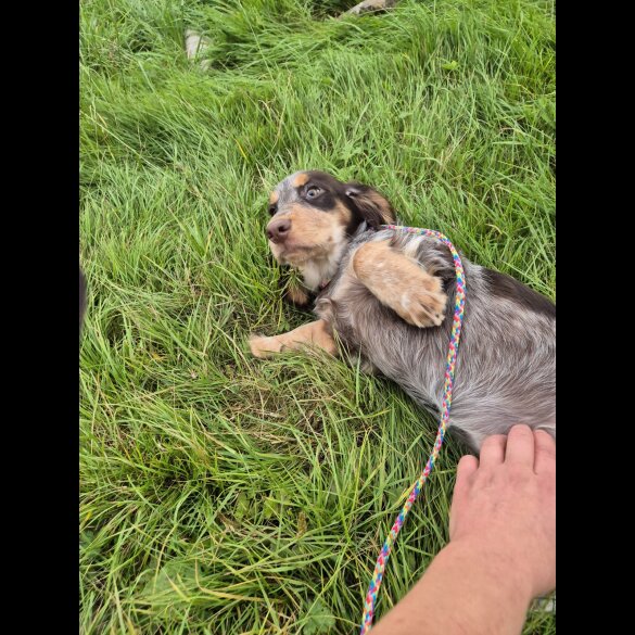 Cocker Spaniel (Working &amp; Show) - Both