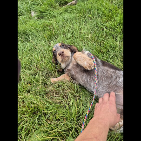 Cocker Spaniel (Working &amp; Show) - Both
