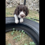 Cocker Spaniel (Working &amp; Show) - Both