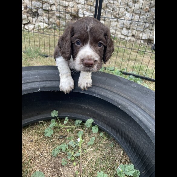 Cocker Spaniel (Working &amp; Show) - Both
