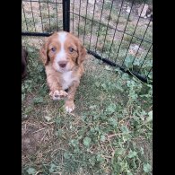 Cocker Spaniel (Working &amp; Show) - Both