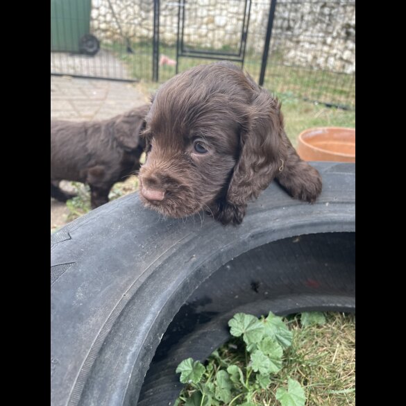 Cocker Spaniel (Working &amp; Show) - Both