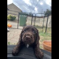 Cocker Spaniel (Working &amp; Show) - Both