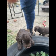 Cocker Spaniel (Working &amp; Show) - Both