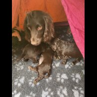 Cocker Spaniel (Working &amp; Show) - Both