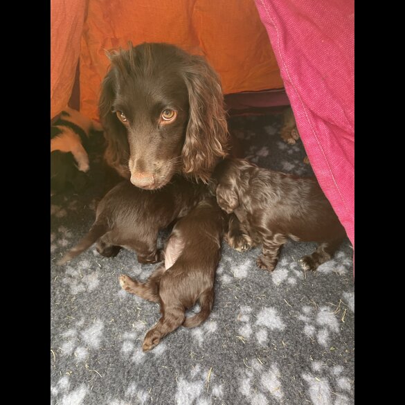 Cocker Spaniel (Working &amp; Show) - Both