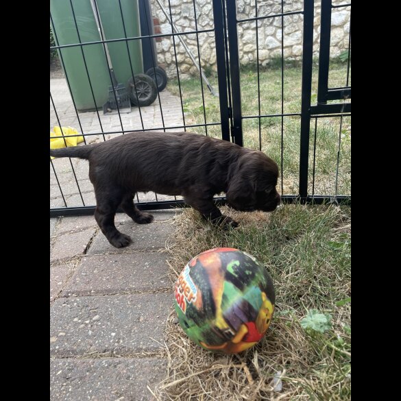 Cocker Spaniel (Working &amp; Show) - Both