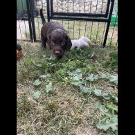 Cocker Spaniel (Working &amp; Show) - Both