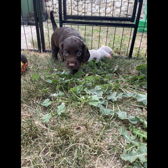 Cocker Spaniel (Working &amp; Show) - Both