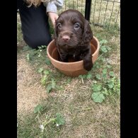 Cocker Spaniel (Working &amp; Show) - Both