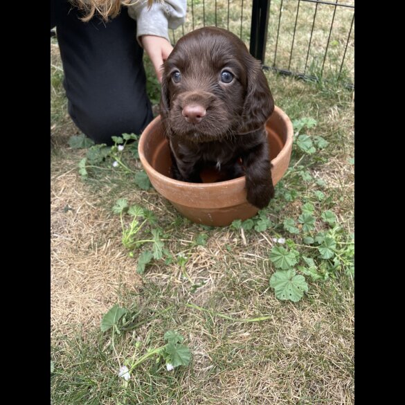 Cocker Spaniel (Working &amp; Show) - Both