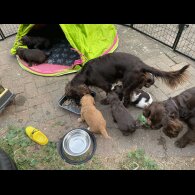 Cocker Spaniel (Working &amp; Show) - Both