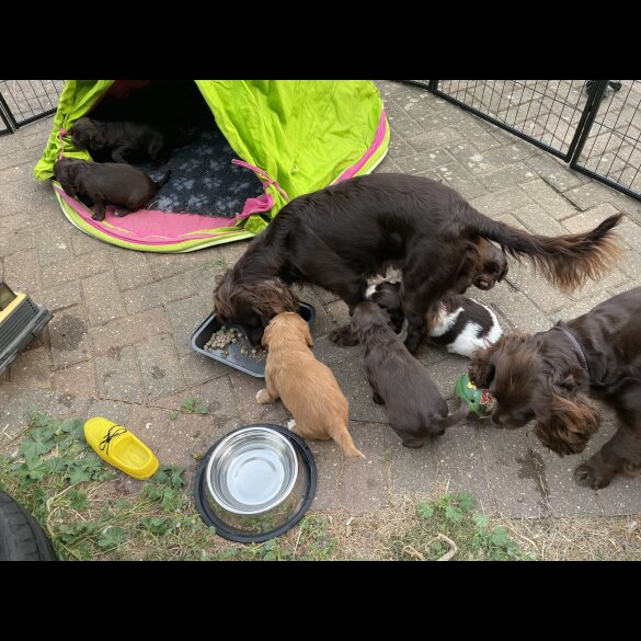 Cocker Spaniel (Working &amp; Show) - Both