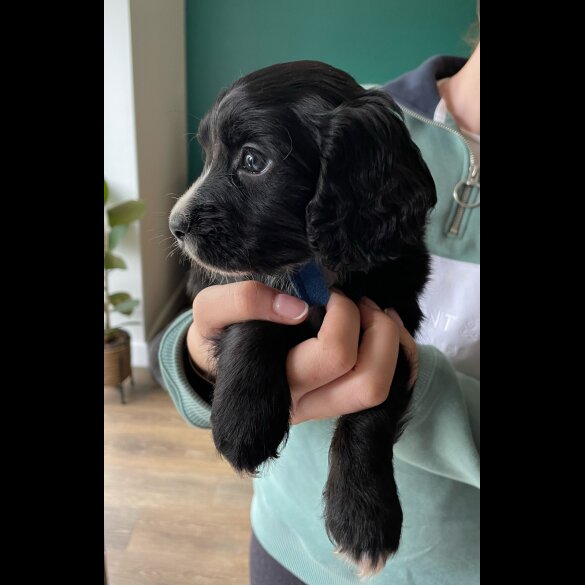 Cocker Spaniel (Working &amp; Show) - Both