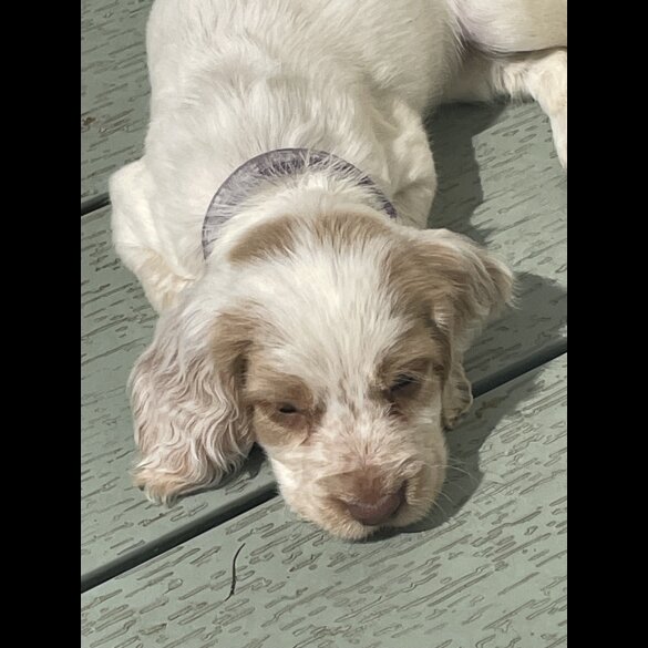 Cocker Spaniel (Working &amp; Show) - Both