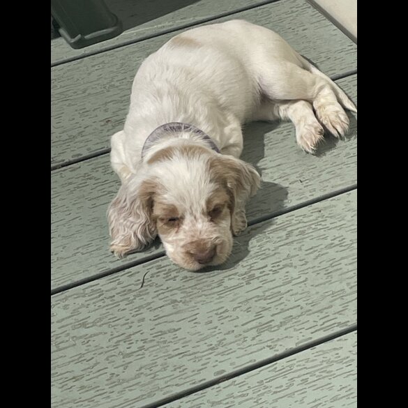 Cocker Spaniel (Working &amp; Show) - Both