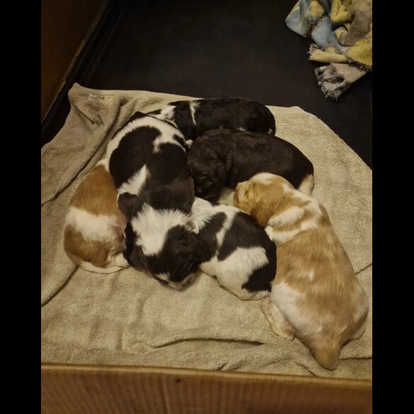 Cocker Spaniel (Working &amp; Show) - Dogs