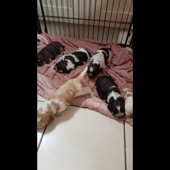 Cocker Spaniel (Working &amp; Show) - Dogs
