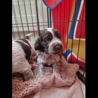 Cocker Spaniel (Working &amp; Show) - Dogs