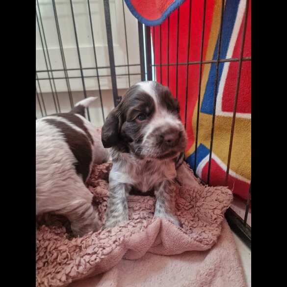 Cocker Spaniel (Working &amp; Show) - Dogs