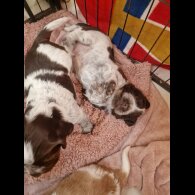 Cocker Spaniel (Working &amp; Show) - Dogs