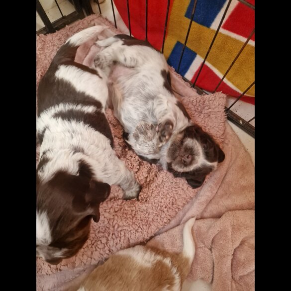 Cocker Spaniel (Working &amp; Show) - Dogs