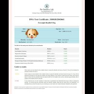 Cocker Spaniel (Working &amp; Show) - Dogs