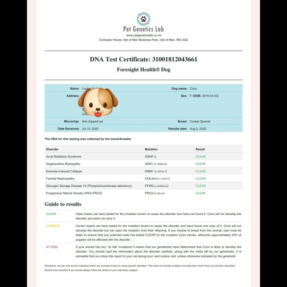 Cocker Spaniel (Working &amp; Show) - Dogs