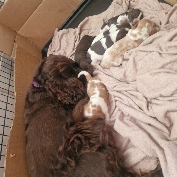 Cocker Spaniel (Working &amp; Show) - Dogs