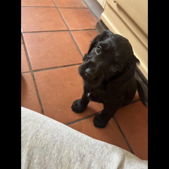 Cocker Spaniel (Working &amp; Show) - Both
