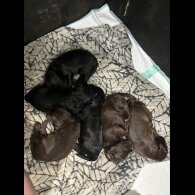 Cocker Spaniel (Working &amp; Show) - Both