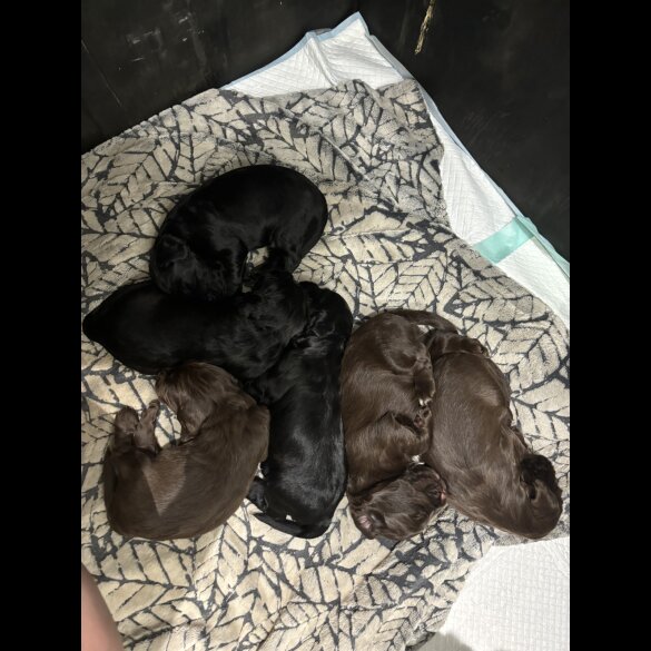 Cocker Spaniel (Working &amp; Show) - Both