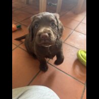 Cocker Spaniel (Working &amp; Show) - Both